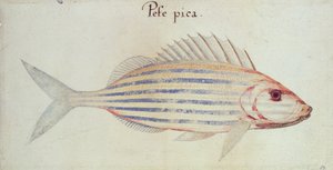 Pesce grugnito a strisce blu da John White
